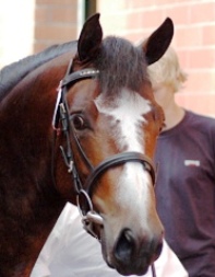 Nemo Castri Kopfbild